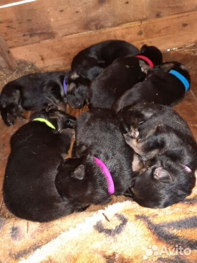 Немецкая овчарка