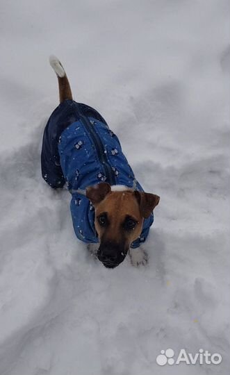 Зимний комбенизон для собак