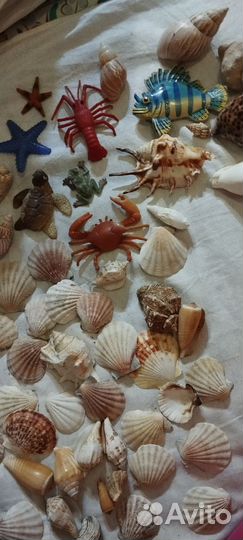 Морские ракушки раковины
