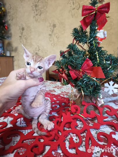 Донской сфинкс велюр