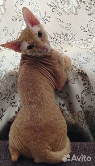 Донской сфинкс