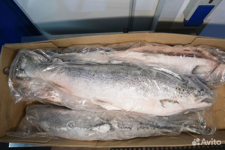 Лосось свежемороженный оптом