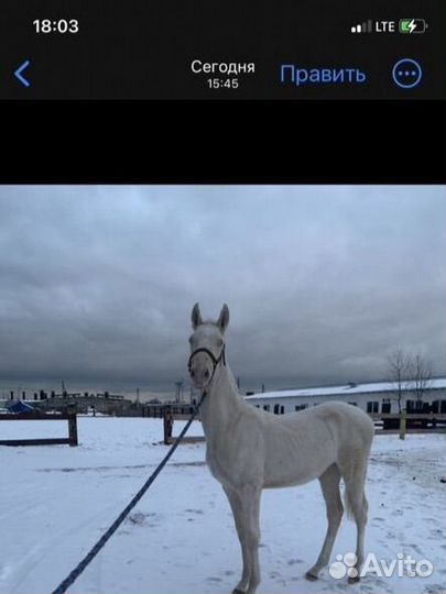 Ахалтекинские лошади с документами
