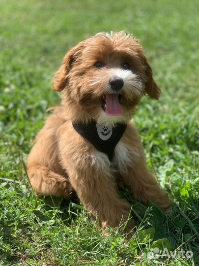 Обработка собак от клещей