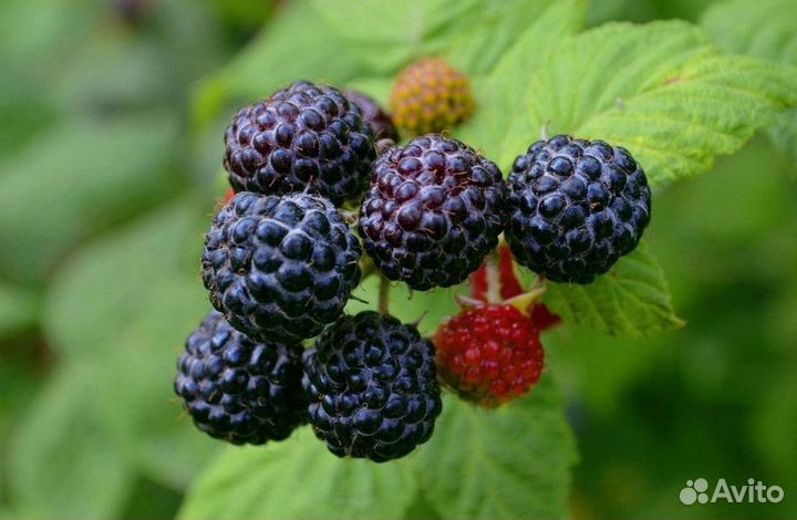 Саженцы Ежевика из питомника