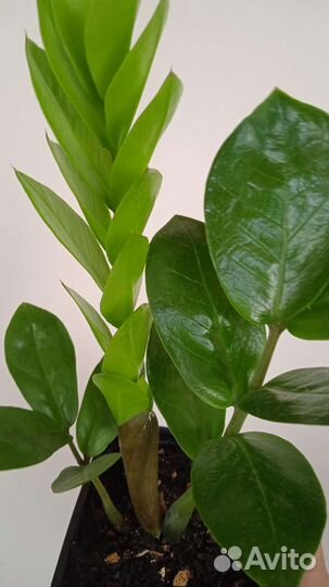 Замиокулькас