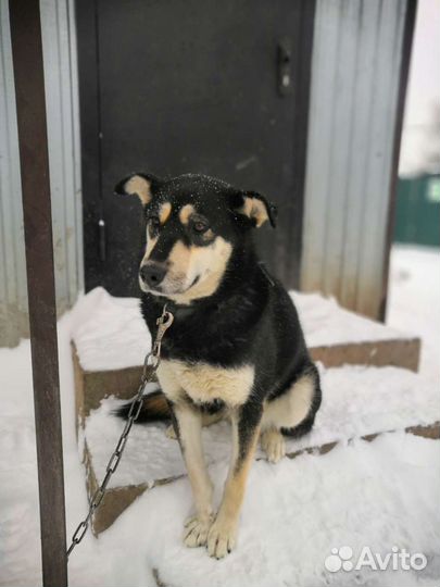 Восточноевропейская овчарка