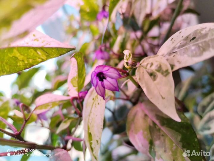 Перец домашний семена