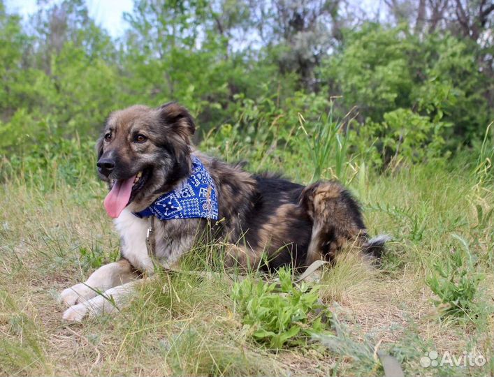 Собака Лаки