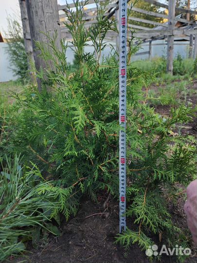Туи западные Брабант, кедры сибирские