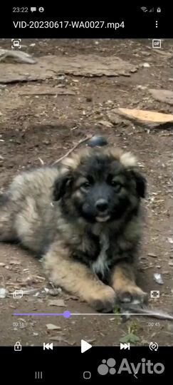 Щенок в частный дом на охрану в добрые руки