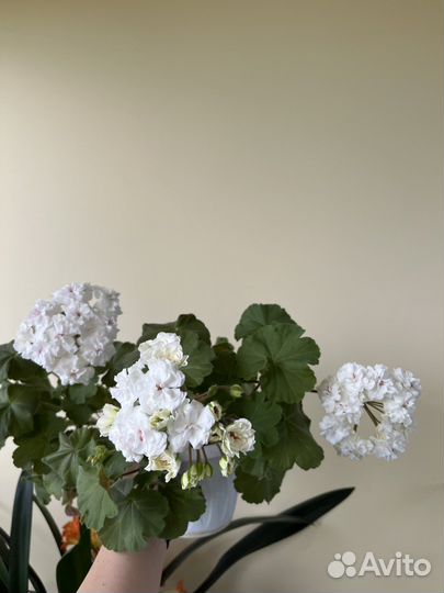 Пеларгония герань Эдер