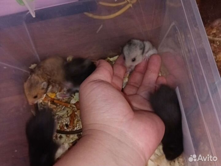 Сирийские хомяки малыши