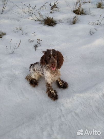 Вязка, Русский охотничий спаниель