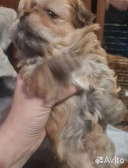 Щенки пекинеса