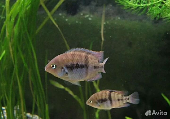 Цихлазома Седжика