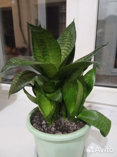 Цветы комнатные