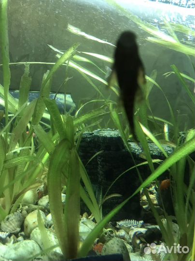 Аквариумные сомики