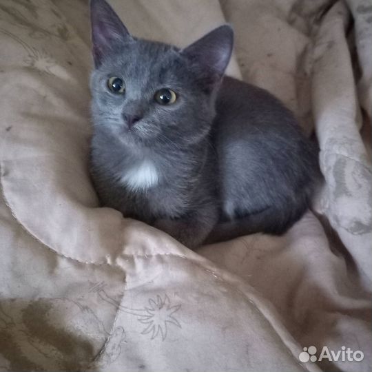 Котенок в добрые руки