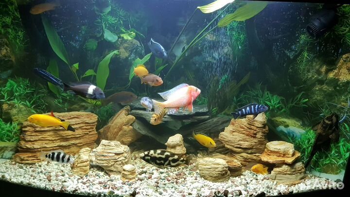 Аквариум- 200л с рыбками- 30шт актуально до 14.08