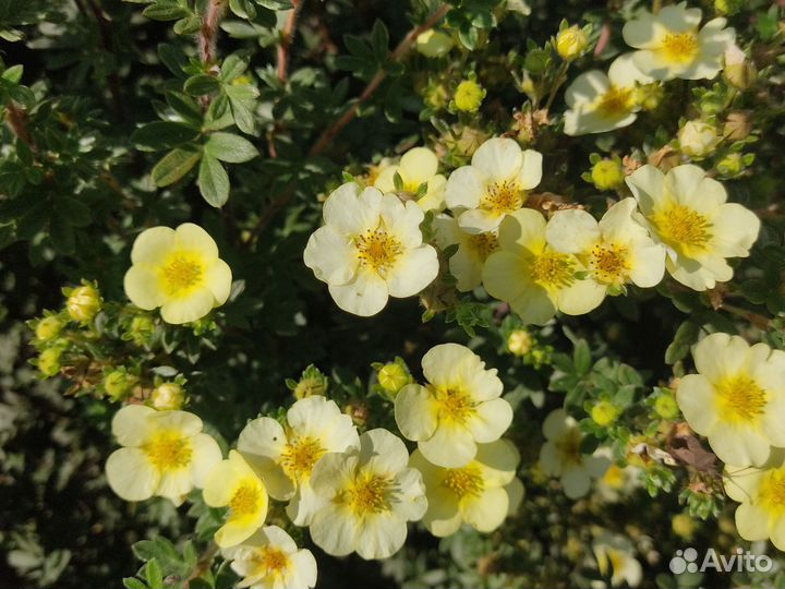 Лапчатка кустарниковая