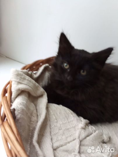 Котенок (3 месяца, мальчик)