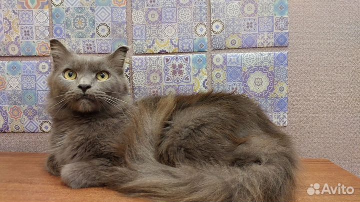 Кошка стерилизованная мейн кун