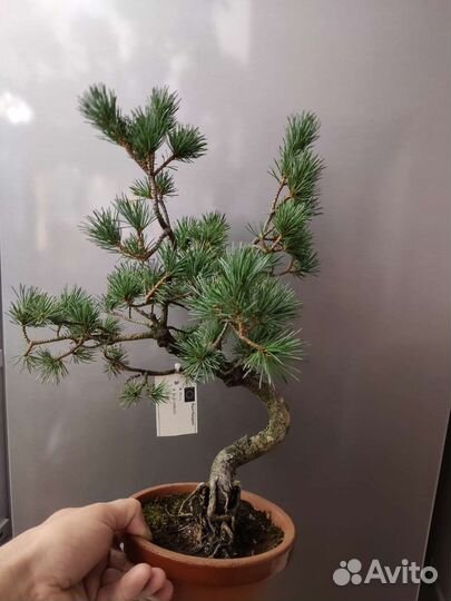 Бонсай сосна+удобрение в подарок