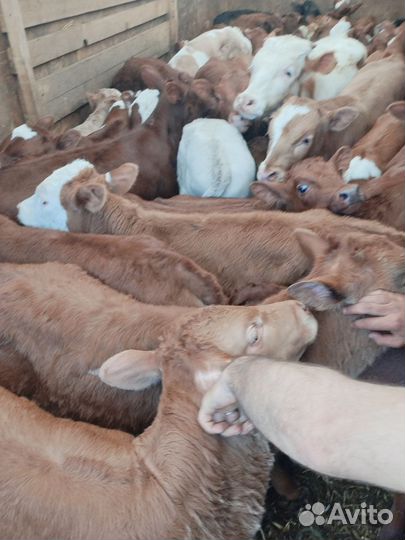 Телята бычки