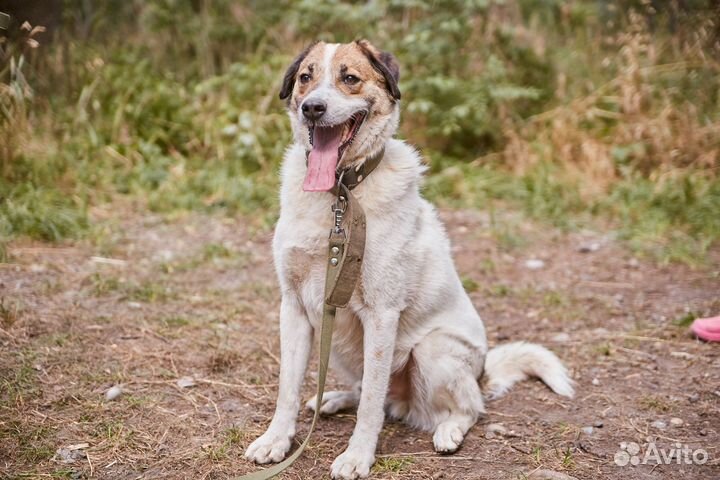 В добрые руки отличный дворовой пёс Трезор