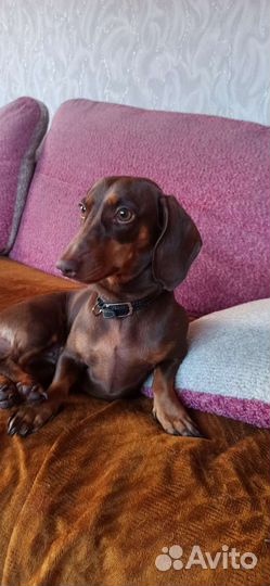 Такса. Вязка