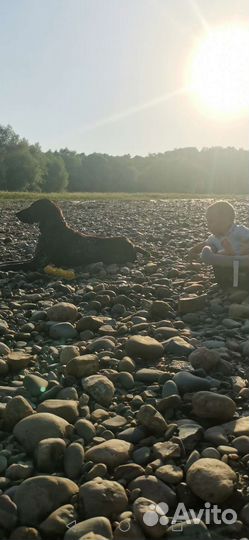 Курцхаар вязка