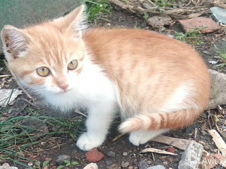 Котята в добрые руки 1.5-2мес