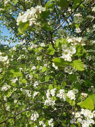 Боярышник цветы, Вероника дубравная