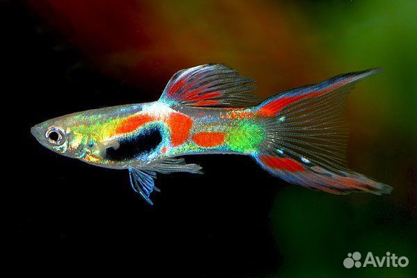 Рождественский мох, Гуппи Эндлера, валлиснерия