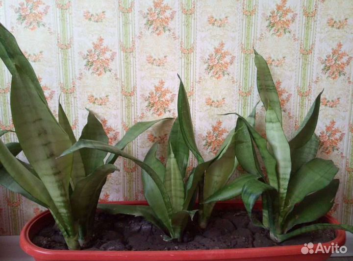 Сансевиерия