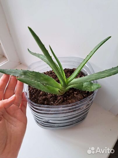 Алоэ, алоэ вера лечебное