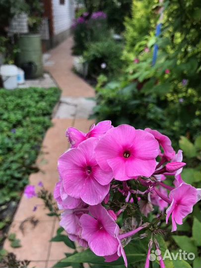 Флоксы, с доставкой