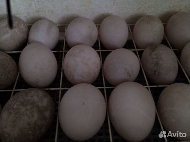 Инкубационное яйцо утки Каюги