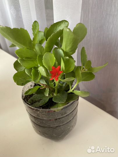Комнатные цветы каланхоэ