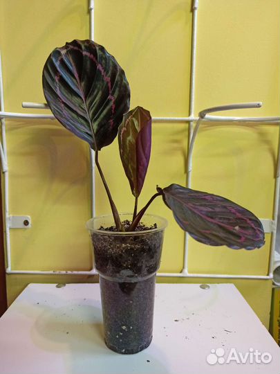 Комнатные цветы