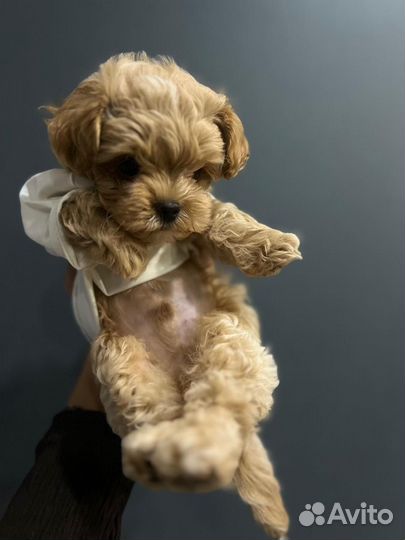 Микро мальчик Мальтипу