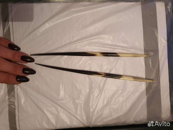 Иглы дикобраза