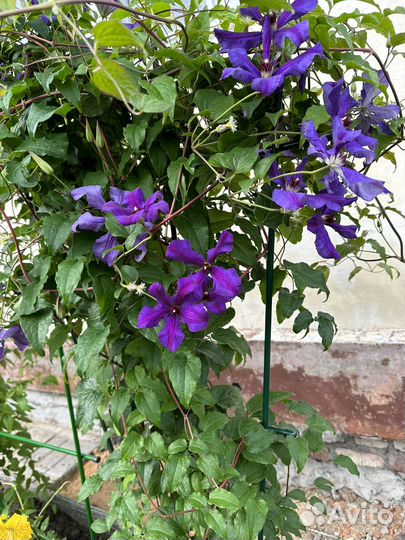 Саженцы Клематиса