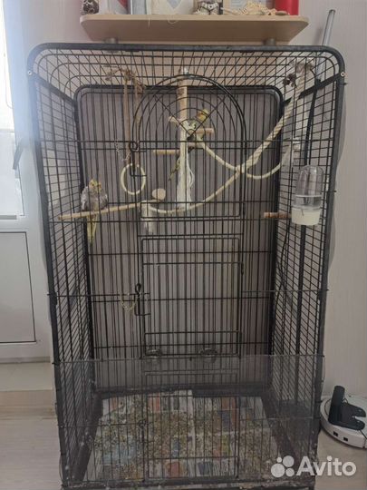 Корелла с клеткой