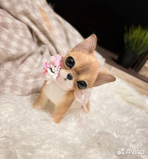 Щенок чихуахуа.Куки