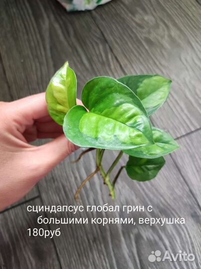 Сингониум, филодендрон, сциндапсус,диффенбахия