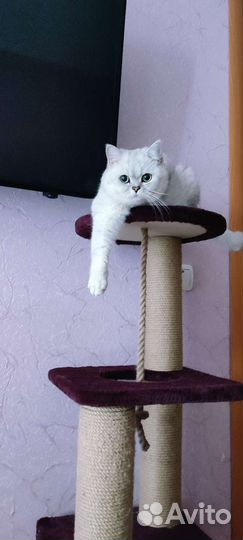 Снежок приглашает на свидание