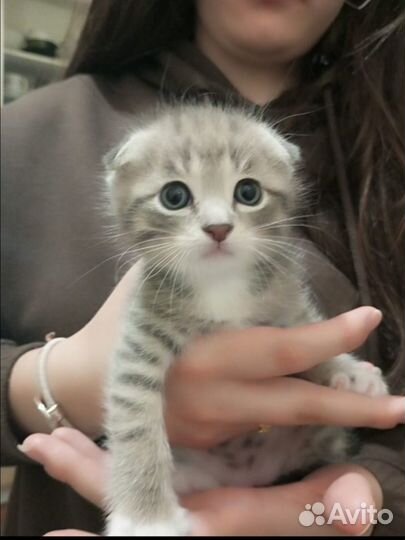 Британские вислоухие котята