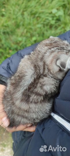 Котёнок шотландский вислоухий серый полосатый